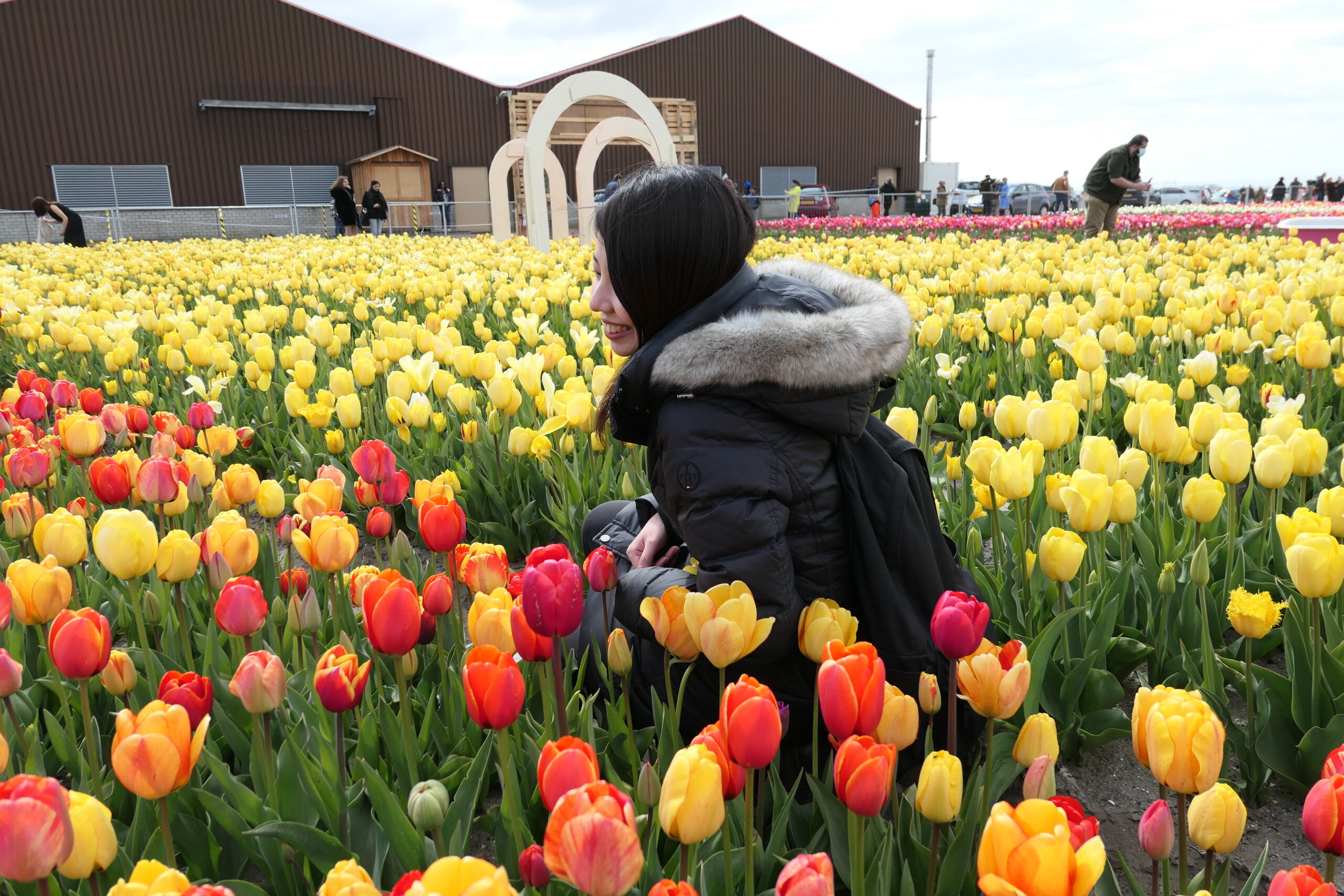 必見!キューケンホフ庭園近くのチューリップ畑に行くべき3つの理由