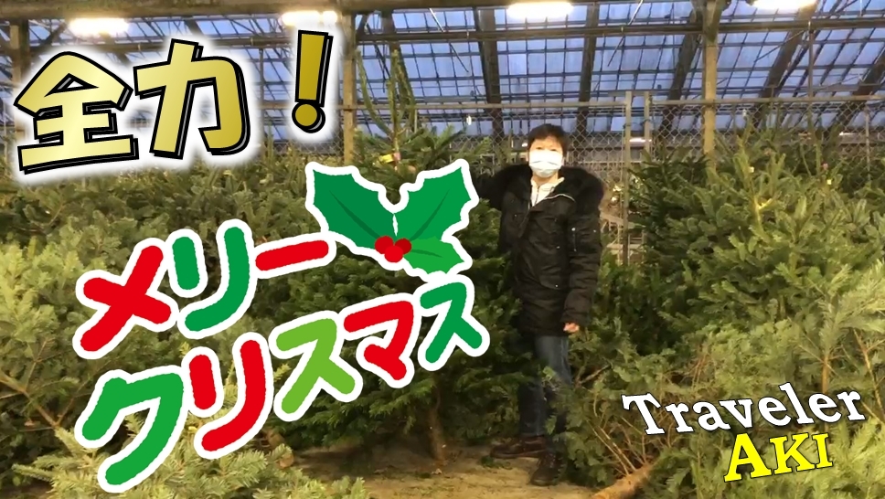 人生初!オランダで全力クリスマスするから巨大もみの木買ってみた